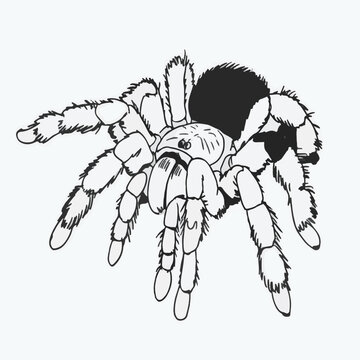 Detailed Black and White Drawing of a Tarantula spider
