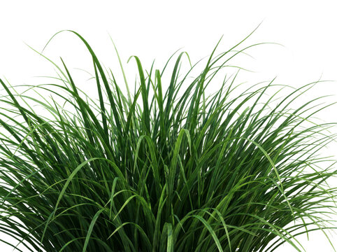 Vibrant green ornamental grass tuft, lush garden plant foliage, fresh long blades of decorative grass for landscaping and nature design isolated on Transparent Background