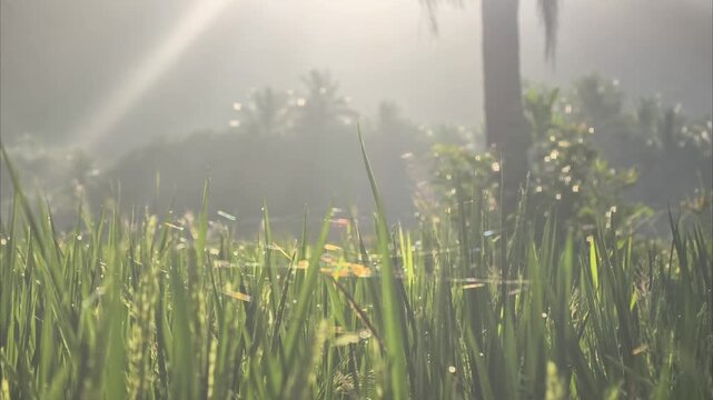 Close-up of green rice plants sparkling with morning dew. Cinematic sun flare over misty mountains. Ideal for wellness, organic brands, and environmental themes.