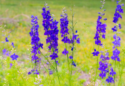Rocket larkspur blooming in a golden field of grass