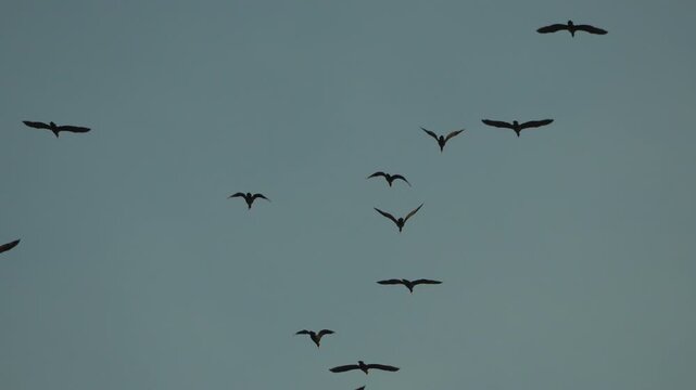 Birds flying migration, large flock of cormorants silhouetted against a serene blue sky in slow motion.