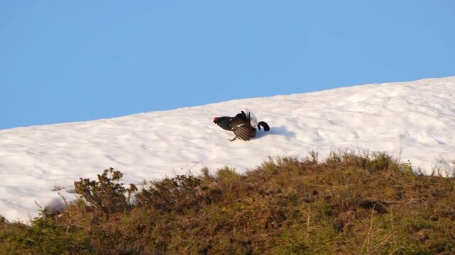the courtship dance of a black grouse, lyrurus tetrix, at a sunny morning on the mountains in spring, with clear blue sky in the background