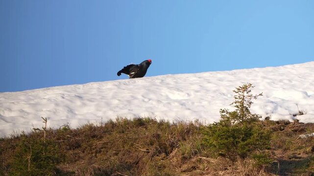 the courtship dance of a black grouse, lyrurus tetrix, at a sunny morning on the mountains in spring, with clear blue sky in the background