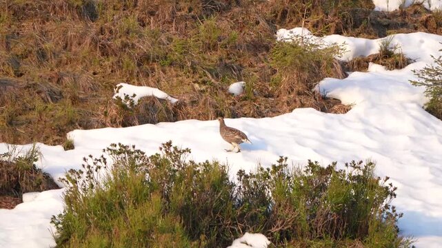 the courtship dance of a black grouse cock around the hen, lyrurus tetrix, at a sunny morning on the mountains in spring, with clear blue sky in the background