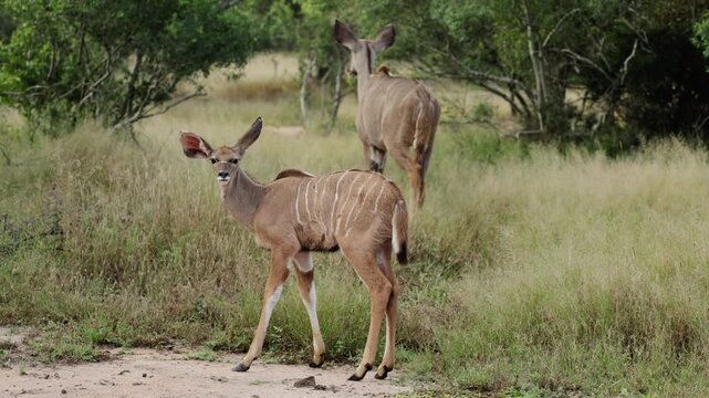  A young kudu calf gets a fright