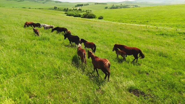 Horses graze peacefully in vast green meadows. Sunlight bathes the scene, highlighting lush grass and rolling hills. No humans are visible. Ideal for nature documentaries, travel vlogs