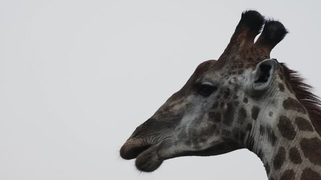 A Giraffe ruminates, chewing the cud