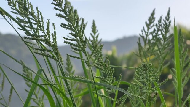 Fresh wild plants (Echinochloa colona, Jungle Rice) swaying gently in the morning breeze. Authentic Indonesian flora captured in a natural rural environment for ecology and growth themes.