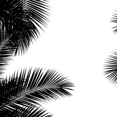 Fototapeta premium Palm tree leaves silhouette isolated on transparent background