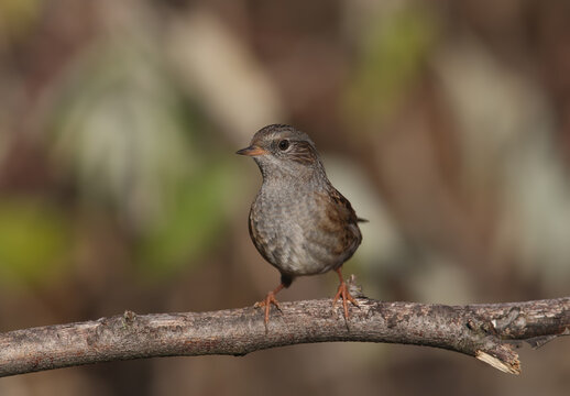 Dunnock (Prunella modularis) captured in a detailed profile view against a smooth blurred background.