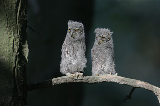 Two fluffy Eurasian Scops Owl (Otus scops) chicks posing together on a branch of Honey Locust.