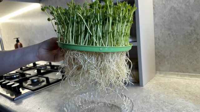 Fresh pea sprouts and microgreens being handled and prepared on a kitchen counter, healthy food ingredient, plant based nutrition, natural cooking concept.