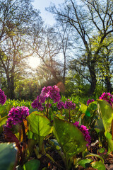 Naklejka premium Pink bergenia flowers park warm sunlight lens flare fresh green leaves foreground. Low angle perspective shows blooming plants, trees and clear sky creating vibrant spring atmosphere