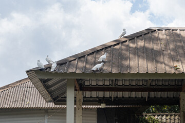 Fototapeta premium roof of the house with flock of white doves gather