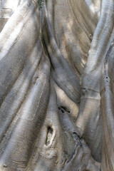 Obraz premium Tabanan, Bali, Indonesia - May 5 2026: an enormous Bayan Ancient Tree with close up wood texture and sky as background.