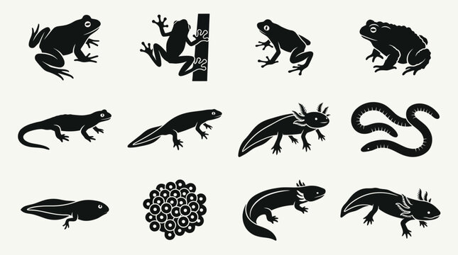Flat silhouette icon set of amphibians, bullfrog, tree frog, poison dart frog shape, toad, salamander, newt, axolotl, caecilian body form, tadpole, frog eggs cluster shape, aquatic salamander 