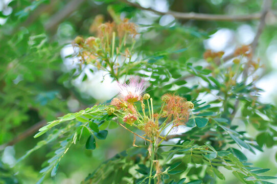 Rain tree or Samanea saman, LEGUMINOSAE MIMOSOIDEAE and flower