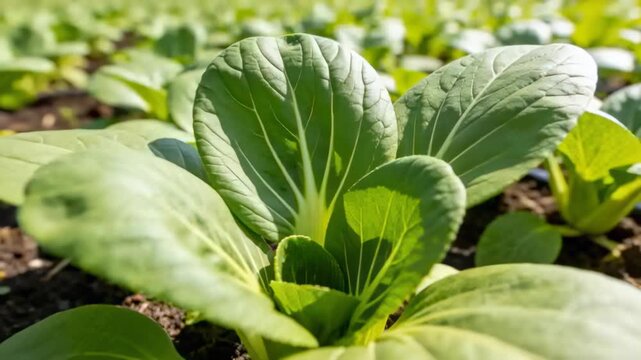 Pushing camera pulling central bok choy into focus on soil bed, highlighting leaves under sunlight