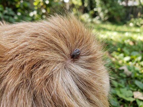 Close up pet fur with tick attached on brown coat for veterinary awareness and pest prevention background