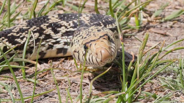 Bullsnake Slithering Through Grass Slow Motion