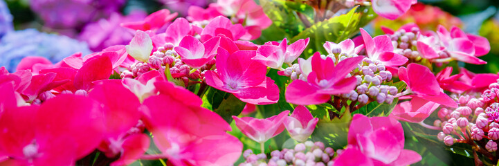 Obraz premium Bright pink flowers bloom in a garden during a warm afternoon in spring showcasing nature's beauty and diversity