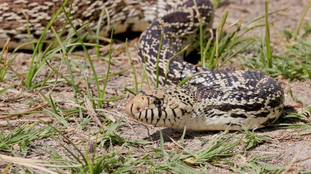 Bullsnake Slithering Through Grass Slow Motion