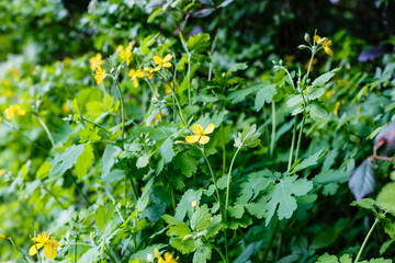 Fototapeta premium Wild yellow flowers grow among green leaves in a garden during daytime