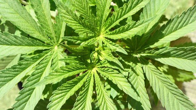 Close-up top view of green cannabis leaves, detailed texture and natural pattern create fresh and organic atmosphere. Ideal for botanical visuals, plant research content, natural background concepts