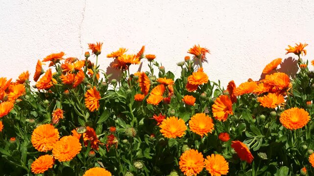 Close-up blooming marigold calendula flowers swaying in breeze near white wall, highlighting vibrant color, movement, natural light. floral design themes, spring summer content, ecological visuals