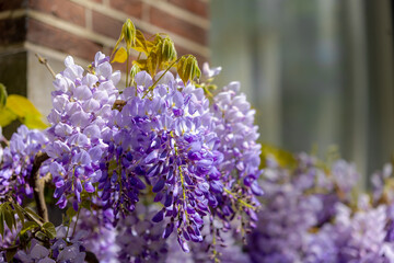 Selective focus of purple flowers Wisteria sinensis or Blue rain, Chinese wisteria is species of flowering plant in the pea family, Its twisting stems and masses of scented flowers in hanging racemes. © Sarawut