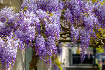 Selective focus of purple flowers Wisteria sinensis or Blue rain, Chinese wisteria is species of flowering plant in the pea family, Its twisting stems and masses of scented flowers in hanging racemes. © Sarawut