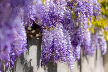 Selective focus of purple flowers Wisteria sinensis or Blue rain, Chinese wisteria is species of flowering plant in the pea family, Its twisting stems and masses of scented flowers in hanging racemes. © Sarawut