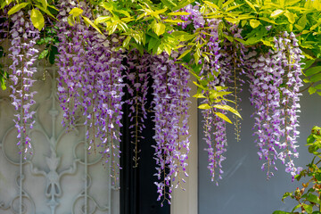 Selective focus of purple flowers Wisteria sinensis or Blue rain, Chinese wisteria is species of flowering plant in the pea family, Its twisting stems and masses of scented flowers in hanging racemes. © Sarawut