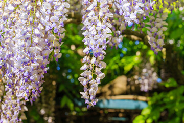 Obraz premium Blooming wisteria flowers hang from a trellis in a garden during a sunny day in spring