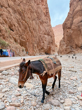 Donkey in Todra Gorge Morocco walking through rocky canyon with towering red cliffs, traditional transport in desert landscape, scenic North Africa travel destination with dramatic mountain pass