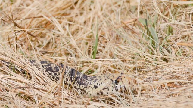 Bullsnake Slithering Through Grass and Brush