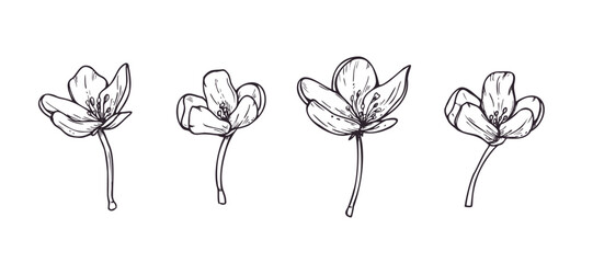 Set of hand drawn apple flowers. Black and white blossom ink sketch. Outline floral illustration for botanical design, greeting card, invitations and spring season decoration element. © Masha_tolk_art