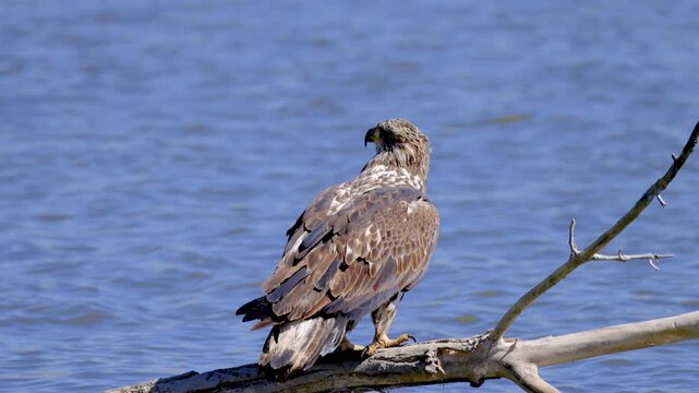 Juvenile Bald Eagle Perched on Branch in Water