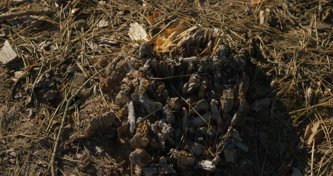Close-up of a busy anthill with many ants crawling in the forest