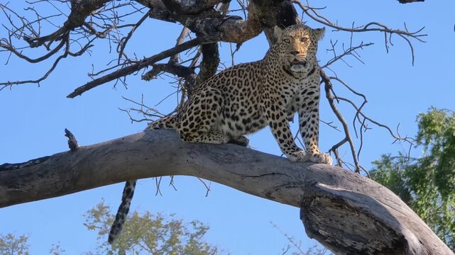 Leopard Perched on Tree Branch Looking Around Against Blue Sky