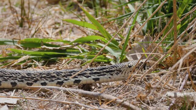 Bullsnake Slithering Through Grass Slow Motion