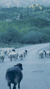 Vertical video shows a flock of sheep and goats peacefully walking along a paved rural road, surrounded by lush green hills and olive trees on Lesvos Island, Greece. Perfect for social media stories.