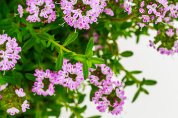 Fototapeta premium Colorful flowers grow close together in a garden setting during daytime hours in spring