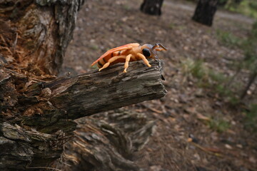 Obraz premium Artificial insect toy resting on natural tree branch in forest setting, contrasting and nature elements synthetic