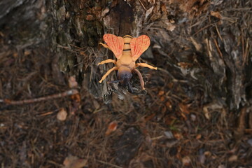 Obraz premium Toy insect resembling a bee sitting on a tree stump, illustrating artificial life and habitat concept