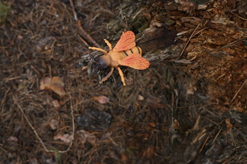Obraz premium Toy insect resembling a bee sitting on a tree stump, illustrating artificial habitat concept life