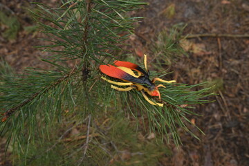 Obraz premium Toy hornet replica resting on green pine tree needles simulating a nature in wildlife scene