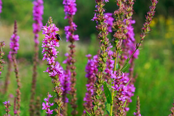 Naklejka premium Bee collects nectar from pink flowers in a garden during sunlight in springtime