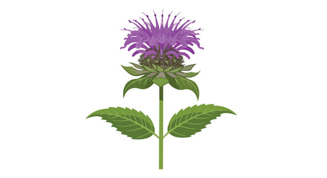 Purple Monarda Bee Balm Flower Botanical Illustration with Green Leaves on White Background