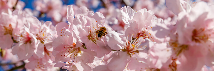 Bees gather nectar from pink cherry blossom flowers on a sunny day in spring © Fleuronica